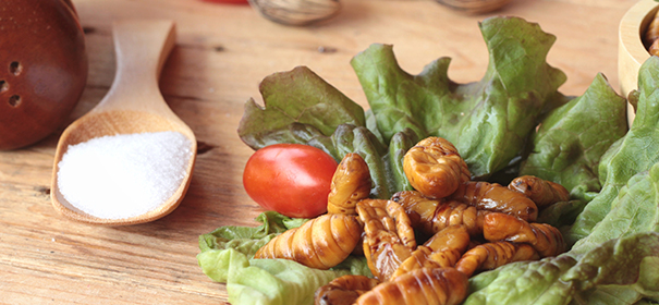 Insekten in Lebensmitteln © shutterstock, bearbeitet by IslamiQ.